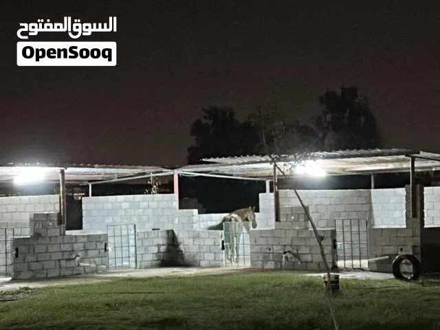 إيواء خيولً