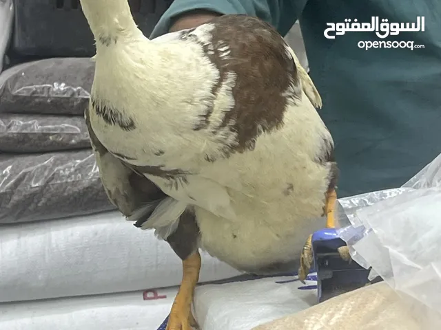 بط ذكر جميل