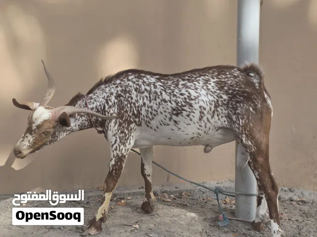 تيس هديد صلالي ينفع اضحية وينفع للانتاج