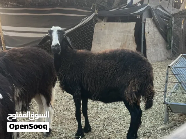 جاعده نجديه عمر سنتين