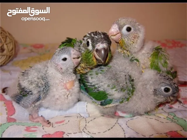 فروخ ببغاء الكنيور للترويض