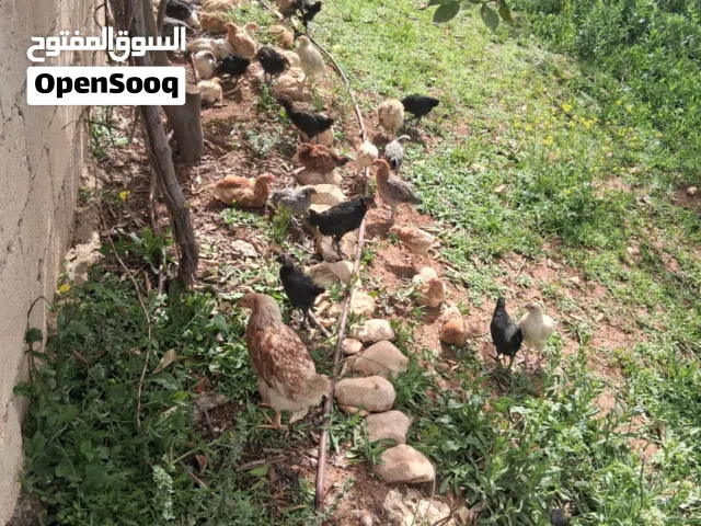 فراخ دجاج بلدي ولوهمان