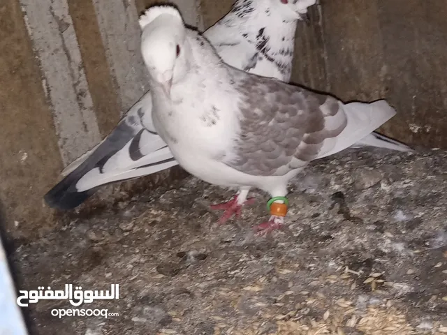 خم حمام كامل ما يقارب 30 جوز كلهم انواع السعر النقى 7 والكوم على 6 للتواصل واتس اب اربد بيت يافا