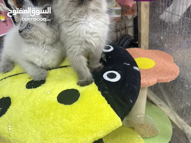 هملايا بلو بوينت مع فل باكيج بس ب40 عروض مجنونة