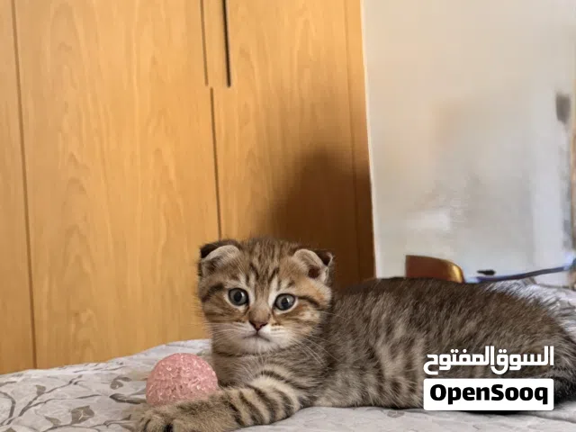 سكوتش فولد - 2 شهر - 2000 قابل للتفاوض