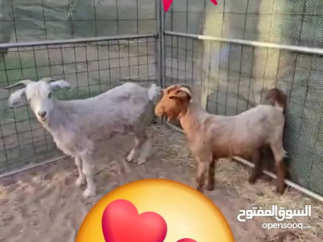 سعر الثنتين عرض لاأيام محدوده غنم عشار 2 فرصة ما تتفوت