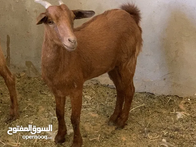 كوبية يا بلاش العنز عشرة اللهم بارك