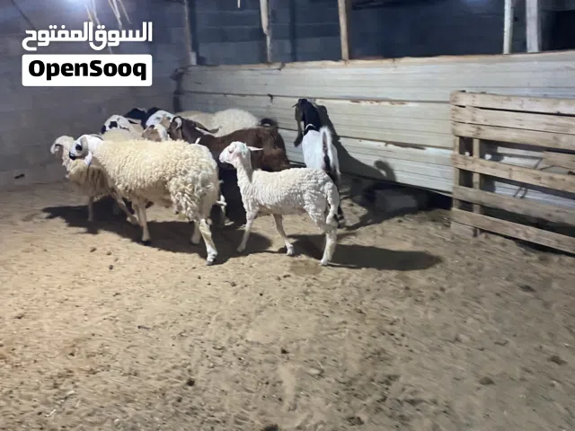 جديان للبيع
