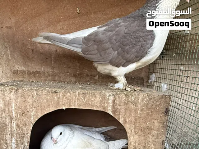 Pigeons various kinds