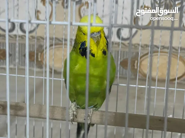 طيور حب للبيع اقرأ الوصف