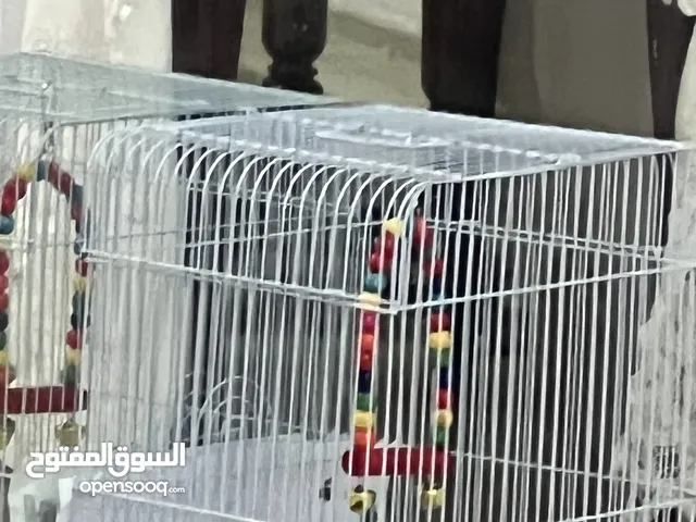 طير روز او لوف بيرد صغير للحين مايطير من صغره عمره 4 اساليع تقريباً