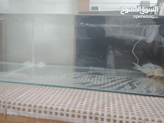 حوض سمك كبير Large aquarium