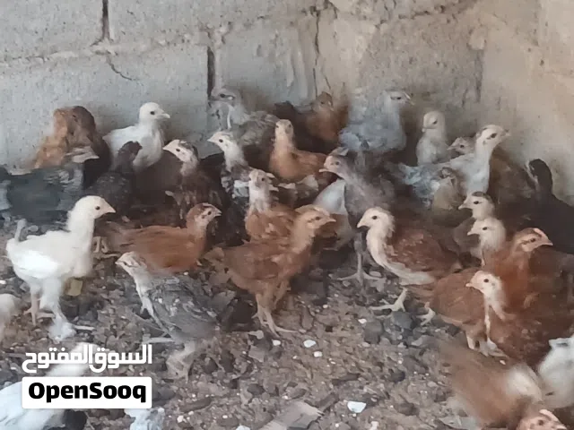 عمرهم شهرين محصنات