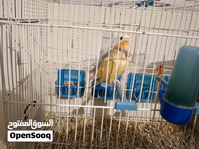 عصفور بركديلو للبيع ربي يبارك دكر وانتى