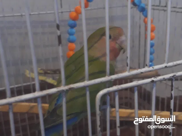 عصفور روز اليف 75%