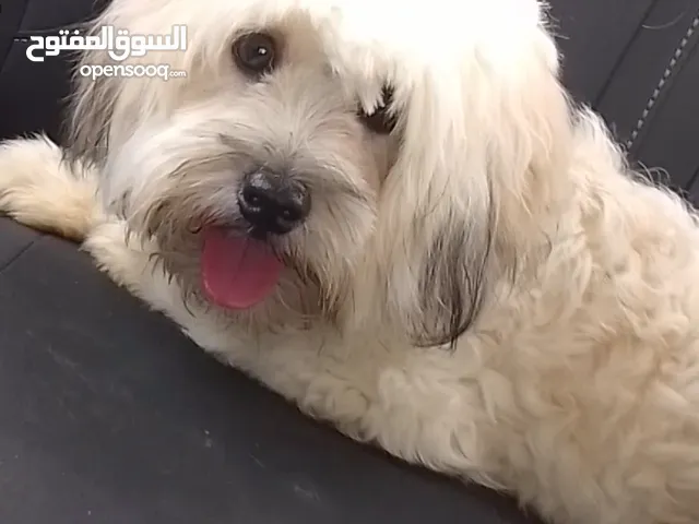 كلبين ذكر وانثى .