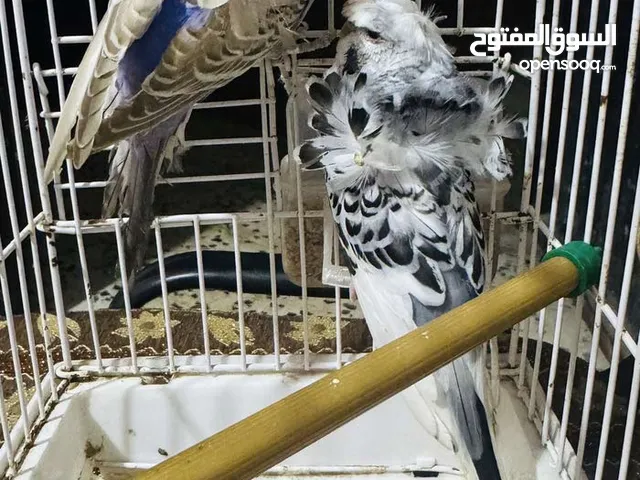 سلام عليكم