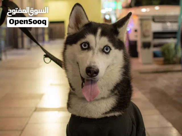 كلب هاسكي انثى