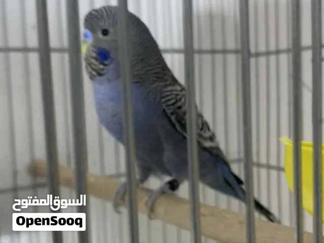 كوبية ذكر بلاك فيس ونتاية بلاك ونيق