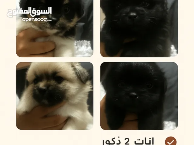 كلاب شيتزوا للبيع