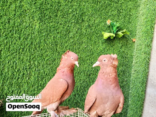 حمام راعبي