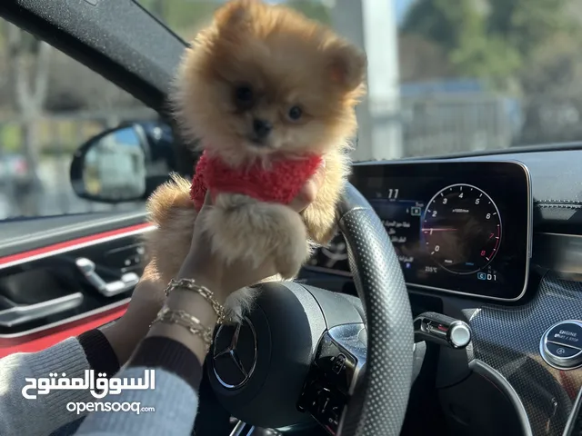 بومرينيان تي كب للبيع