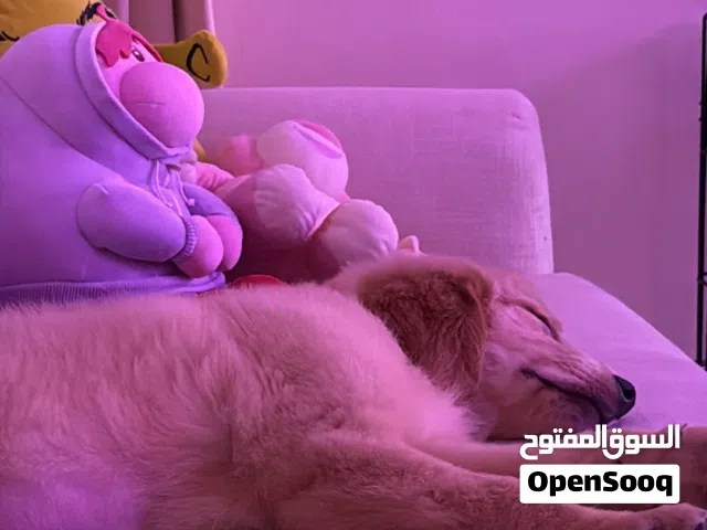 Golden Retriver (Maxine)