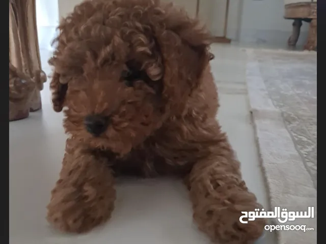 توي بودل