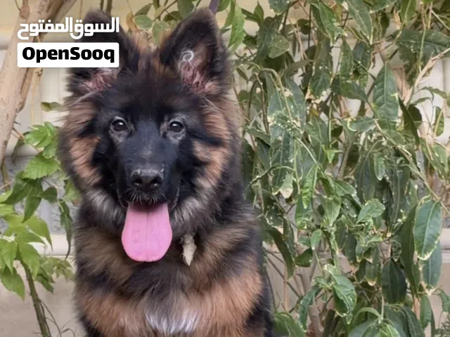 كلب جيرمن شيبرد لونج هير