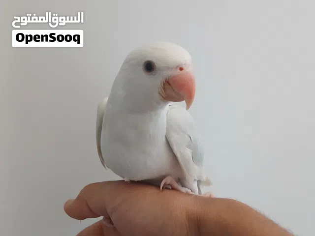 ببغاء ذره للبيع