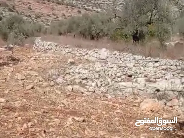 قطعه ارض للبيع في رنتيس مساحه 21دونم