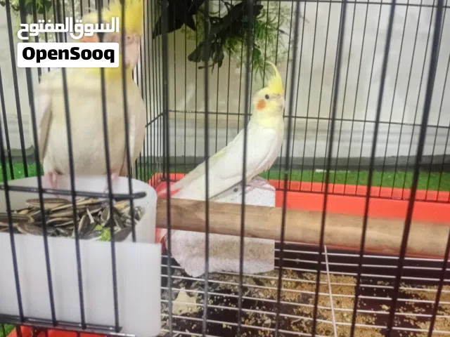 زوج كوكتيل مال بيت