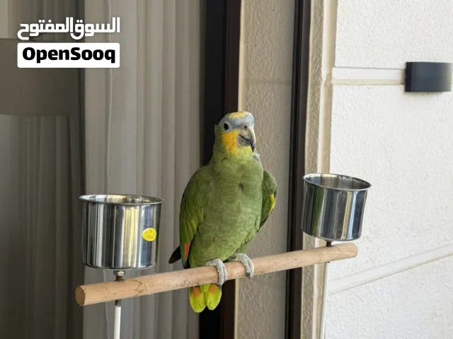 امازون للبيع