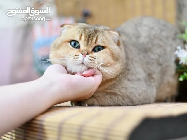 ذكر سكوتش فولد ny11 العمر 3 سنوات لعوب جدا و