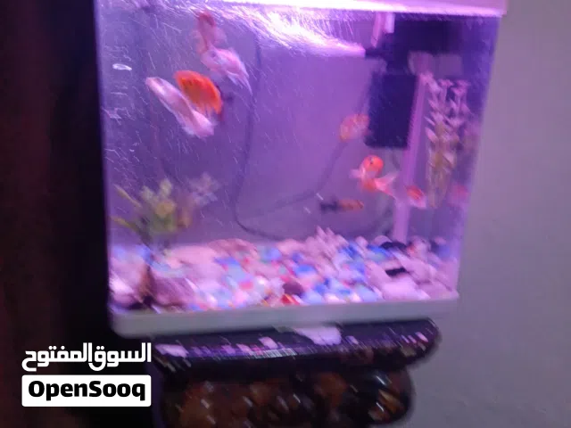 حوض سمك اجنبي للبيع