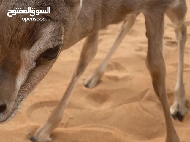 غزال الريم ( ذكر ،إناث ) الأعمار من اسبوع لين شهر ونص )