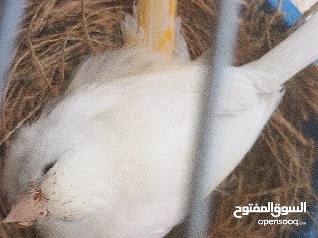 طيرتين كنار ، مشمشيه معطيه بطن و بيضه معطيه اربع بطون و قاعده ع البطن الخامس