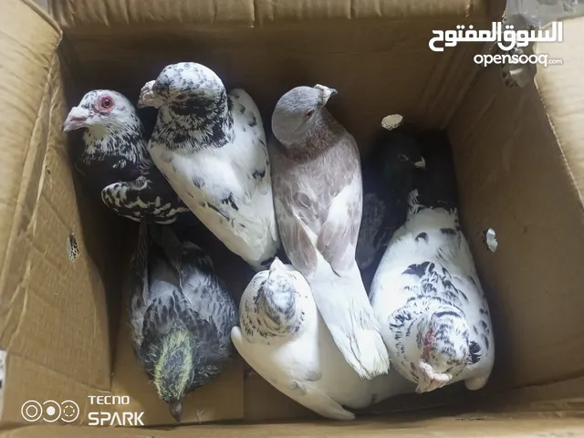 ثلا ازواج حمام نوع نوري مشكل مع فرخ و 3 بيضات السعر قابل للتفاوض