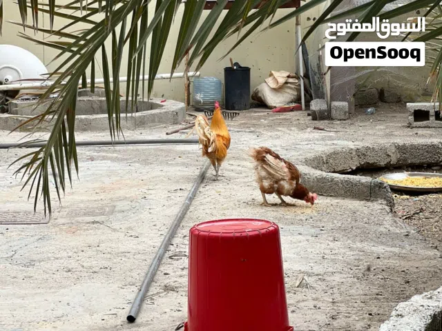ديك عماني للبيع