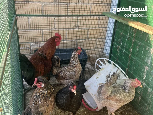 للبيع دجاج مع العشه الدجاج شرط الصحه و الإنتاج الطيب