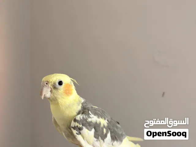 بغبغاء كوكتيل العمر 10 شهور جاهز التزاوج