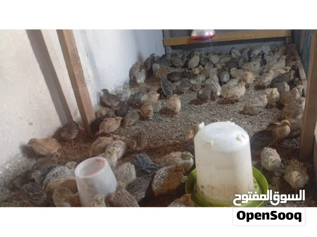 للبيع سمان للتربيه