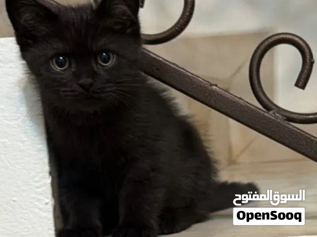 قط للبيع ذكر