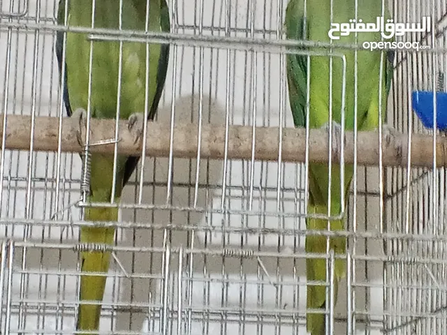 عمارهن فوق الخمس سنين جوز دره هندي منتج شغال كفاله انتاج الطيره لونها زيتي طفره مع مطر ثمان معالف وا