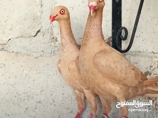 جواز حمام للبيع