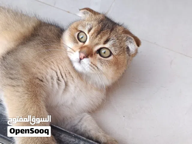 سكوتش تربل فولد مستوى خرافي للبيع بداعي السفر عمره 3 شهور ونص متعود على اللتر بوكس ودراي فود