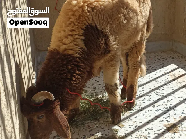 خروف ربي يبارك شعير صافي السعر 2400وساهل