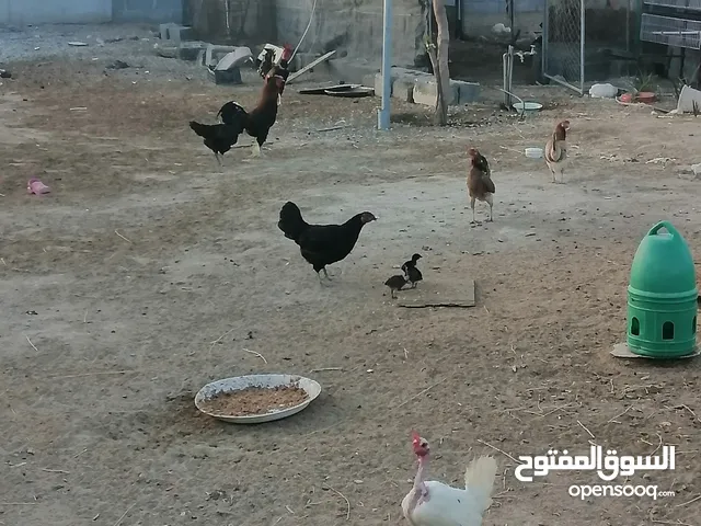 دجاج عماني بياض للبيع
