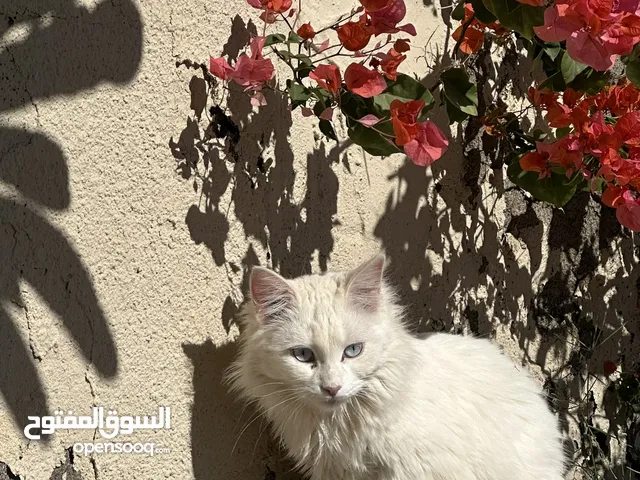 قطه شيرازيه