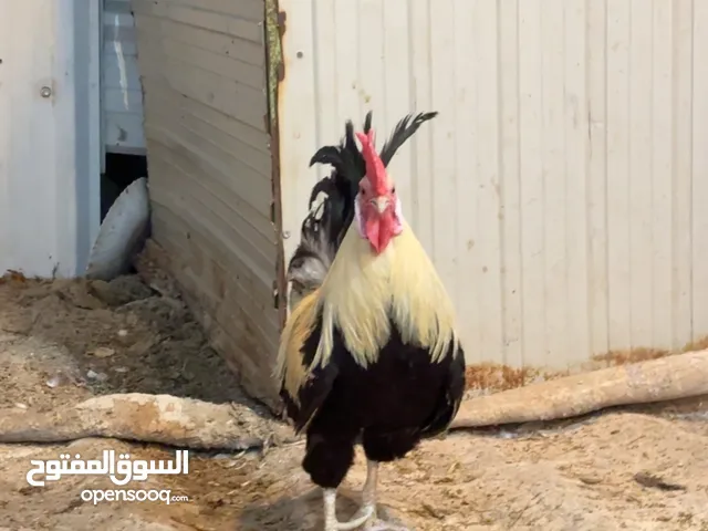ماشاءالله تبارك الرحمن